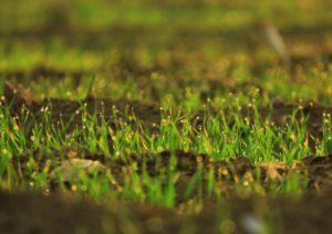 Why Can't Livestock Manure Be Directly Used as Fertilizer?