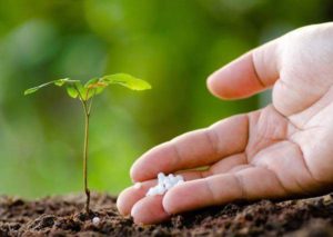 The Difference between Organic Fertilizer and Chemical Fertilizer, and Why to Promote Organic Fertilizer?