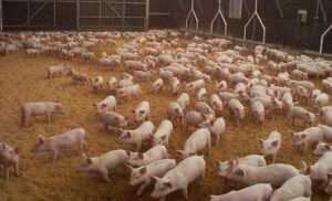 Can unfermented pig manure be used?