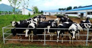 Basic indicators of fully fermented cow dung organic fertilizer