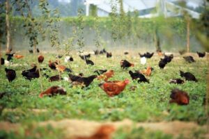 Why can't unfermented chicken manure be used?