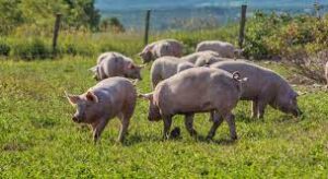 How much pig manure does a 10,000 pig farm produce every day?