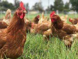 How do you turn poultry manure into fertilizer?