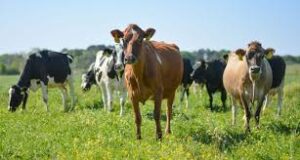 How to deal with manure from cattle farm?