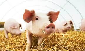 How much organic fertilizer production line is suitable for 10,000 pig farms?