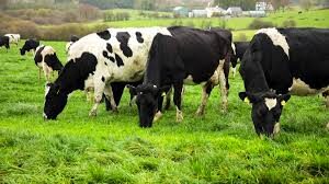 Several steps of fermenting cow dung into organic fertilizer