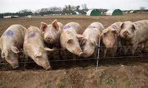 How large pig farm produce fertilizer?